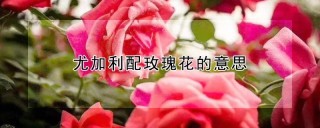 尤加利配玫瑰花的意思,第1图