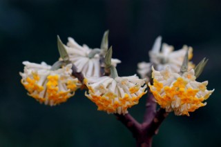 结香花什么时候开花，每年3~4月份开放,第2图