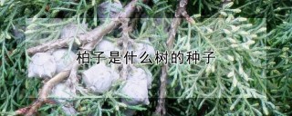 柏子是什么树的种子,第1图