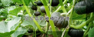 贝贝瓜的种植与管理,第1图