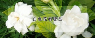 白色花有哪些,第1图