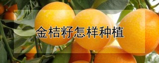 金桔籽怎样种植,第1图