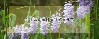 为什么紫藤只长叶子不开花,第1图