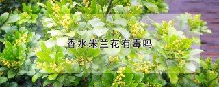 香水米兰花有毒吗,第1图