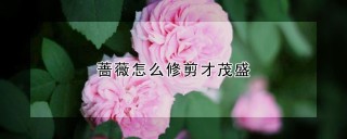 蔷薇怎么修剪才茂盛,第1图