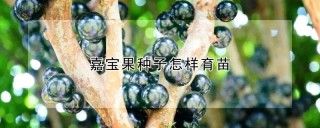 嘉宝果种子怎样育苗,第1图