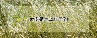 大麦是什么样子的,第1图