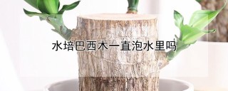 水培巴西木一直泡水里吗,第1图