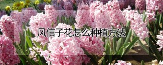 风信子花怎么种植方法,第1图