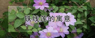 铁线莲的寓意,第1图