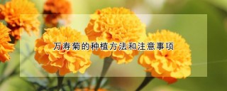 万寿菊的种植方法和注意事项,第1图