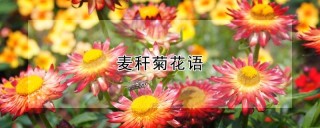 麦秆菊花语,第1图