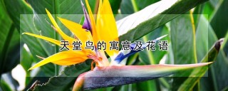 天堂鸟的寓意及花语,第1图