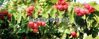 山楂树的种植方法,第1图