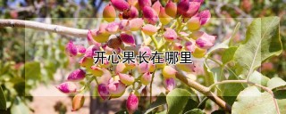 开心果长在哪里,第1图