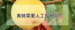 黄桃需要人工授粉吗,第1图