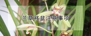 兰草移盆注意事项,第1图