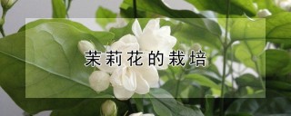 茉莉花的栽培,第1图