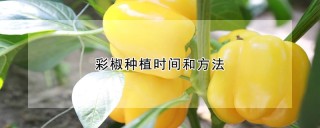 彩椒种植时间和方法,第1图