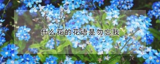 什么花的花语是勿忘我,第1图