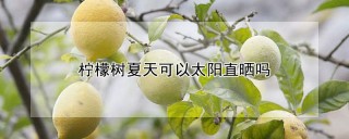 柠檬树夏天可以太阳直晒吗,第1图