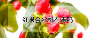 红果金丝桃有毒吗,第1图