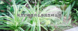 吊兰烂根是什么原因怎样治理,第1图