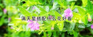 满天星搭配什么花好看,第1图