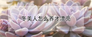 冬美人怎么养才漂亮,第1图