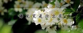 佛见笑是什么花,第1图