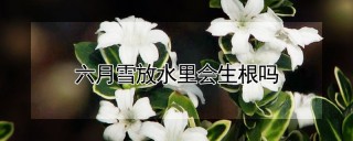 六月雪放水里会生根吗,第1图