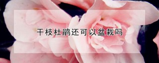 干枝杜鹃还可以盆栽吗,第1图