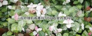 花叶络石有毒吗?可以在室内养吗?,第1图