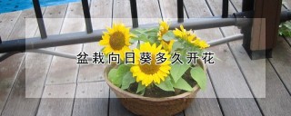 盆栽向日葵多久开花,第1图