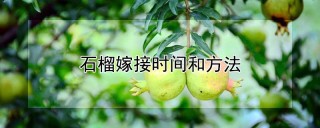 石榴嫁接时间和方法,第1图