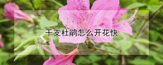 干支杜鹃怎么开花快,第1图