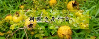 刺梨子是什么,第1图