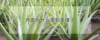 芦荟为什么变软变塌了,第1图