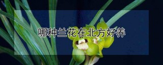 哪种兰花在北方好养,第1图