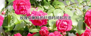 玫瑰花嫩枝的扦插时间和方法.,第1图