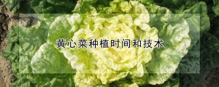 黄心菜种植时间和技术,第1图