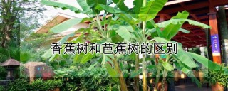 香蕉树和芭蕉树的区别,第1图