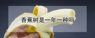 香蕉树是一年一种吗,第1图