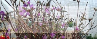 干支杜鹃不开花怎么办,第1图