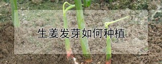 生姜发芽如何种植,第1图