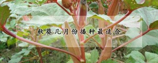 秋葵几月份播种最适合,第1图