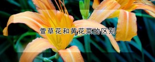 萱草花和黄花菜的区别,第1图