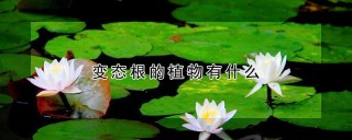 变态根的植物有什么,第1图