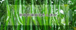 刚种的辣椒苗怎么浇水,第1图