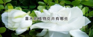 喜水的植物花卉有哪些,第1图